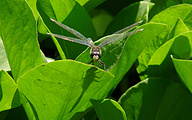 Yellow-spotted Whiteface (Male, Leucorrhinia pectoralis)